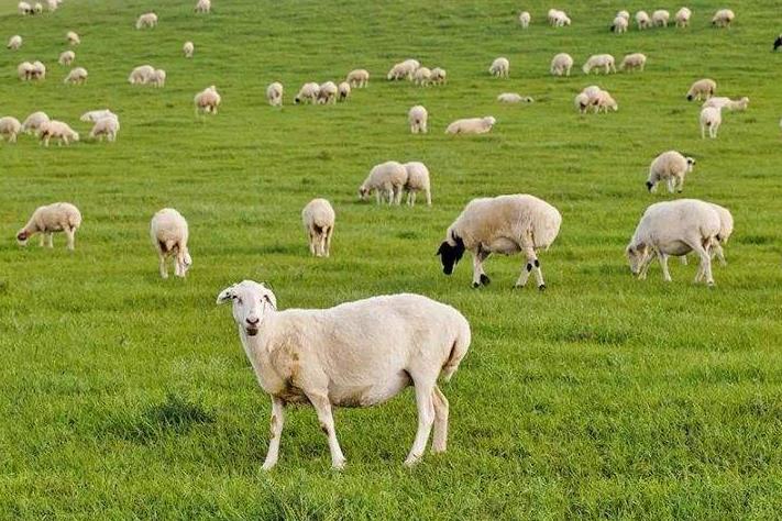 羊粪怎样生产有机肥？